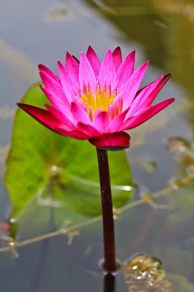 Beautiful lotus Stock Picture
