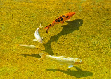 koi sazan