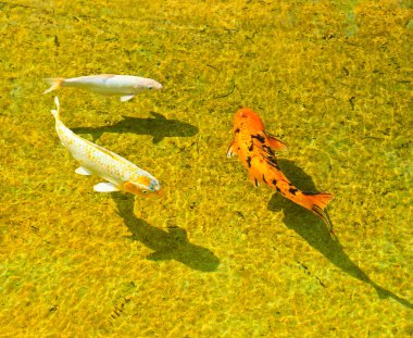 koi sazan