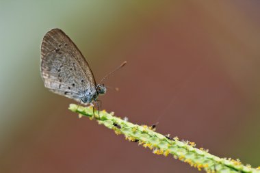 Kelebek