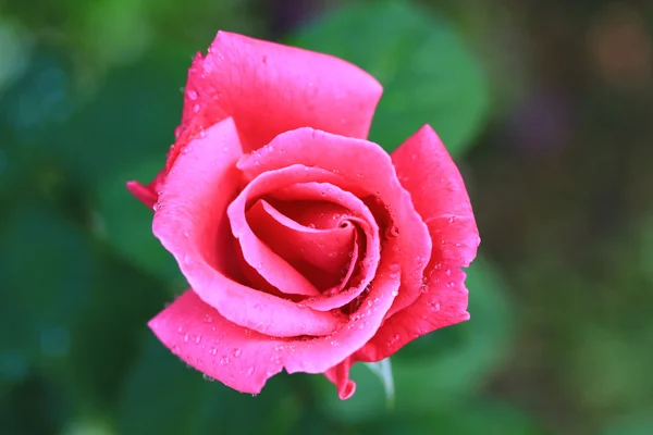 Roze bloem — Stockfoto