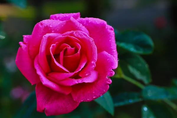 Flor de rosa — Foto de Stock
