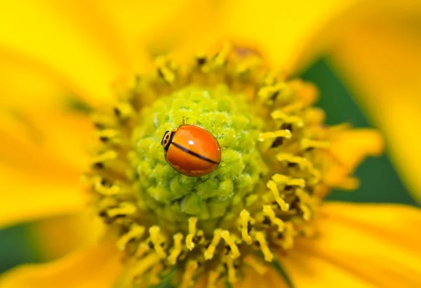 Beetle bug — Stockfoto