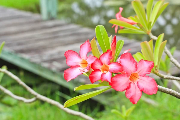 Flor de cerezo — Foto de Stock