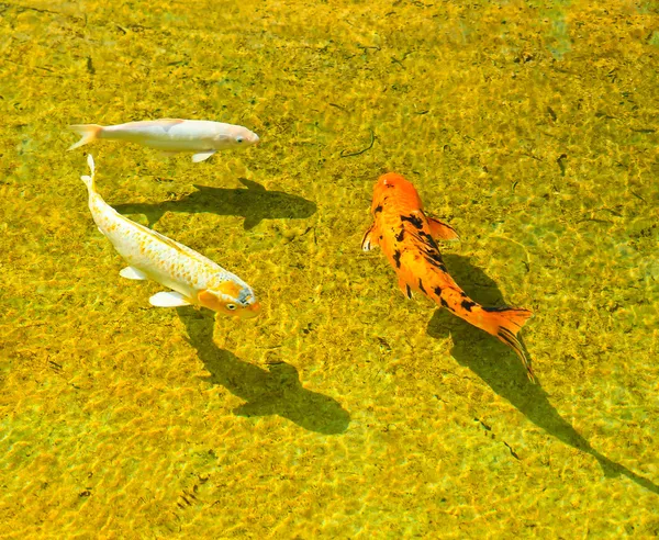 Uma carpa Koi — Fotografia de Stock