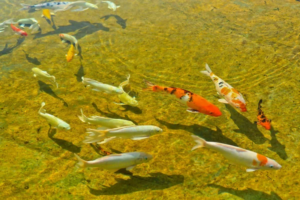 Una carpa di Koi — Foto Stock