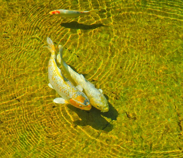 Uma carpa Koi — Fotografia de Stock