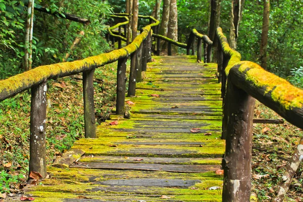 Sentiero in legno — Foto Stock