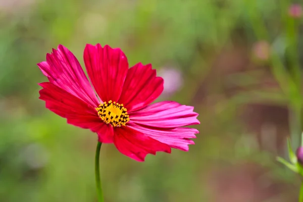 Flor de margarita — Foto de Stock