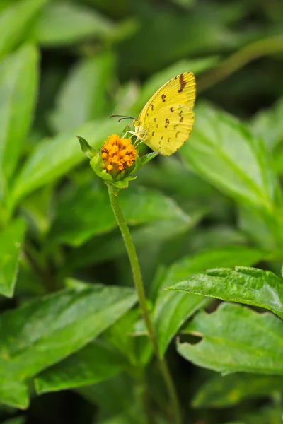 Butterfly — Stock Photo, Image