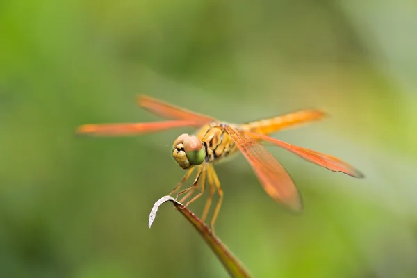 Insect — Stockfoto