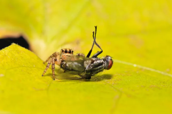 Araña —  Fotos de Stock