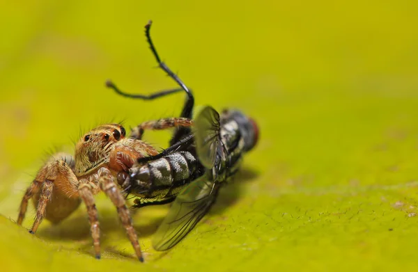 Araña —  Fotos de Stock