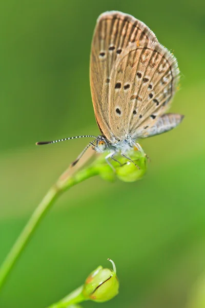Motýl — Stock fotografie