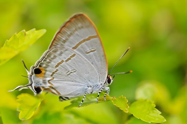 Farfalla — Foto Stock