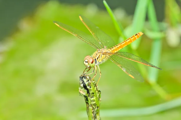 Dragonflies — Stock Photo, Image