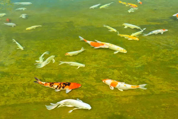 Uma carpa Koi — Fotografia de Stock