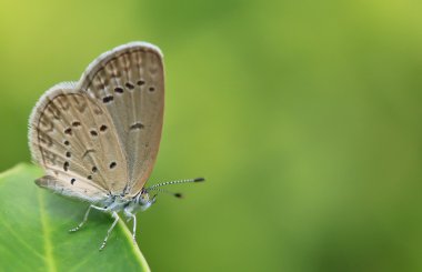 Kelebek