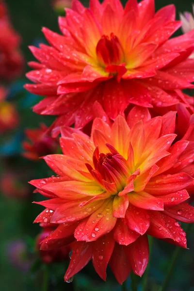 Orange flowers — Stock Photo, Image