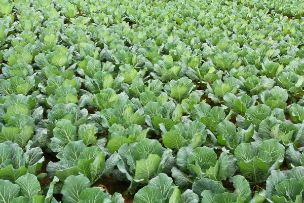 Jardín de repollo . — Foto de Stock