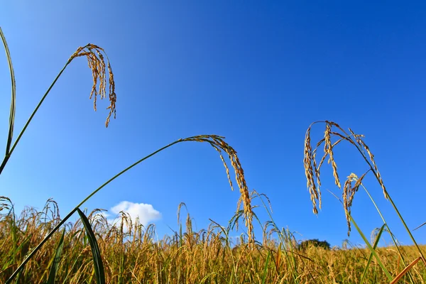 Paddy field — Stock Photo, Image