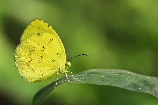 Borboleta — Fotografia de Stock