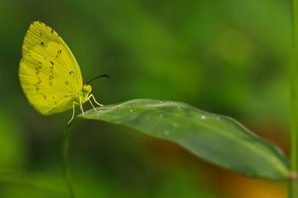 Farfalla — Foto Stock