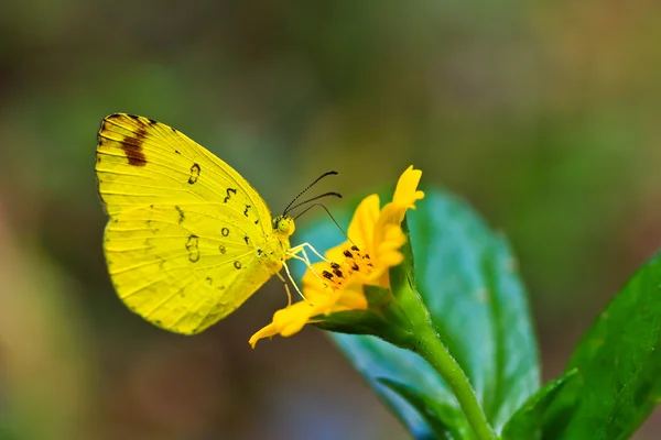 Farfalla — Foto Stock