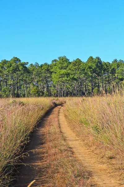 Field road — Stock Photo, Image