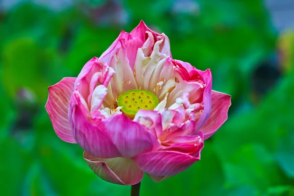 Lotus flower — Stock Photo, Image