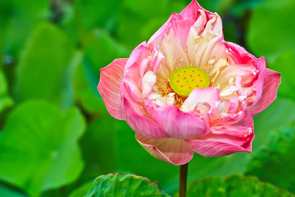 Lotus flower — Stock Photo, Image