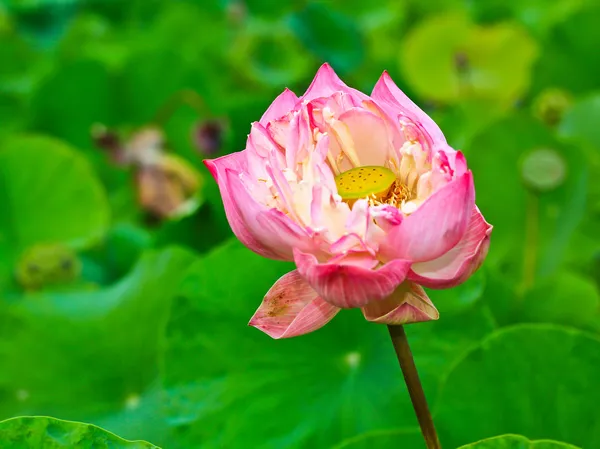 Lotus flower — Stock Photo, Image