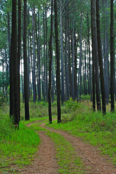 Forêt de pins Photo De Stock