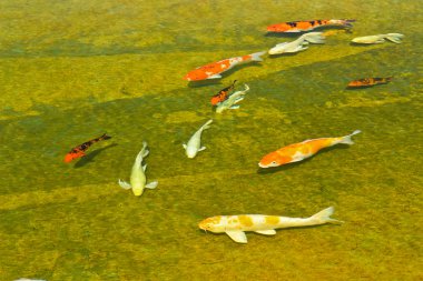 koi sazan