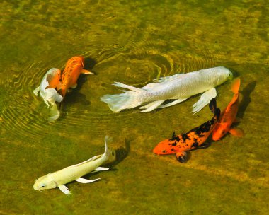 koi sazan
