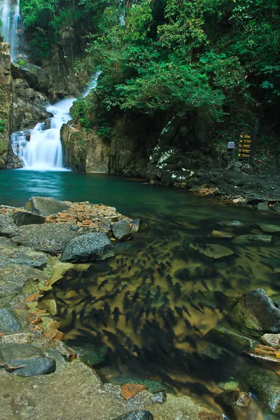 Cachoeiras na floresta — Fotografia de Stock