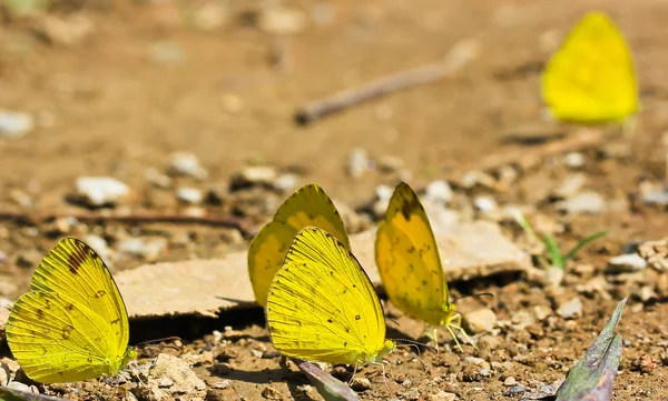 Farfalla — Foto Stock