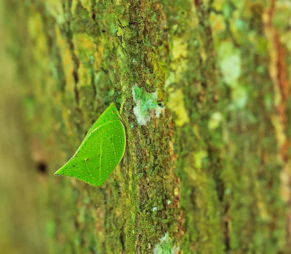 Leaf kryp — Stockfoto