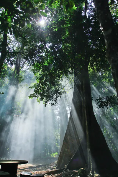 Sunlights thought tree leafes — Stock Photo, Image