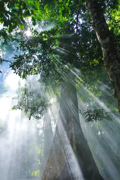 Sonnenlichter dachten Baumblätter — Stockfoto
