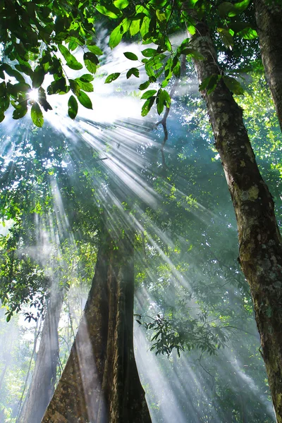 Natura della luce solare — Foto Stock