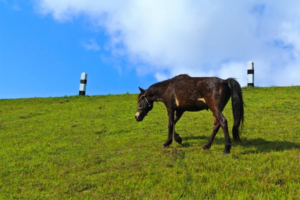 Paard — Stockfoto