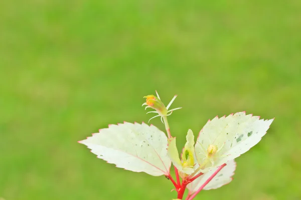 Hibiscus bloem — Stockfoto