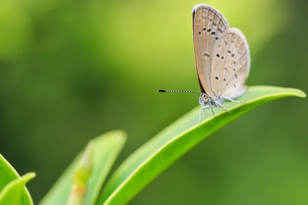 Farfalla — Foto Stock