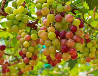 Kırmızı üzümler