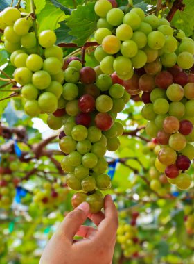 Kırmızı üzümler.