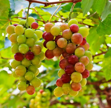 Kırmızı üzümler