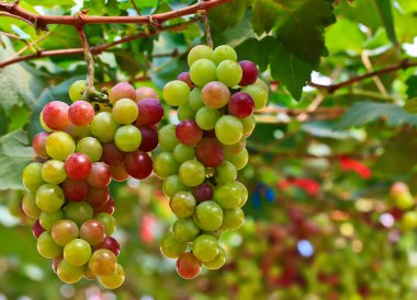 Kırmızı üzümler