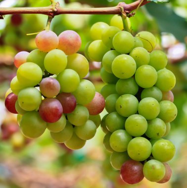 Kırmızı üzümler