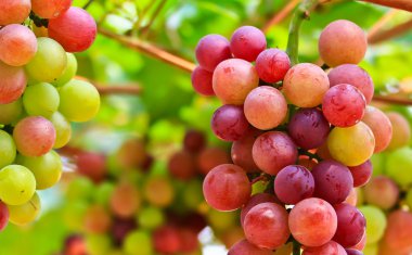 Kırmızı üzümler